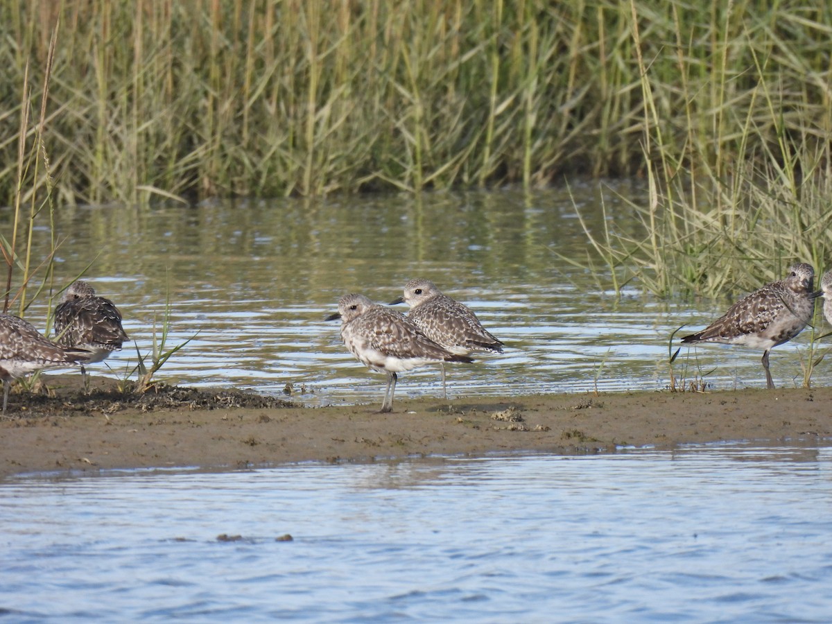 Pivieressa - ML486953731