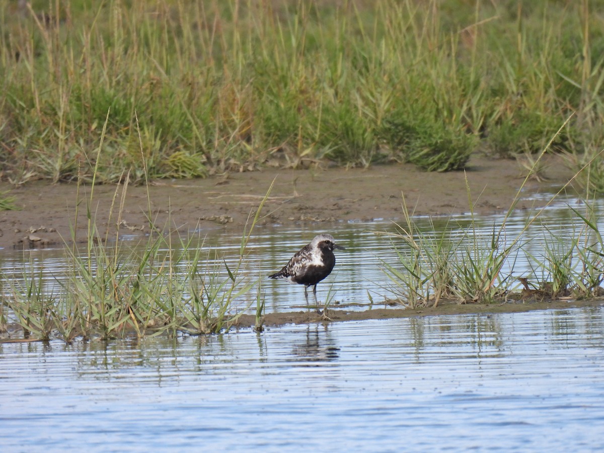 Pivieressa - ML486953741