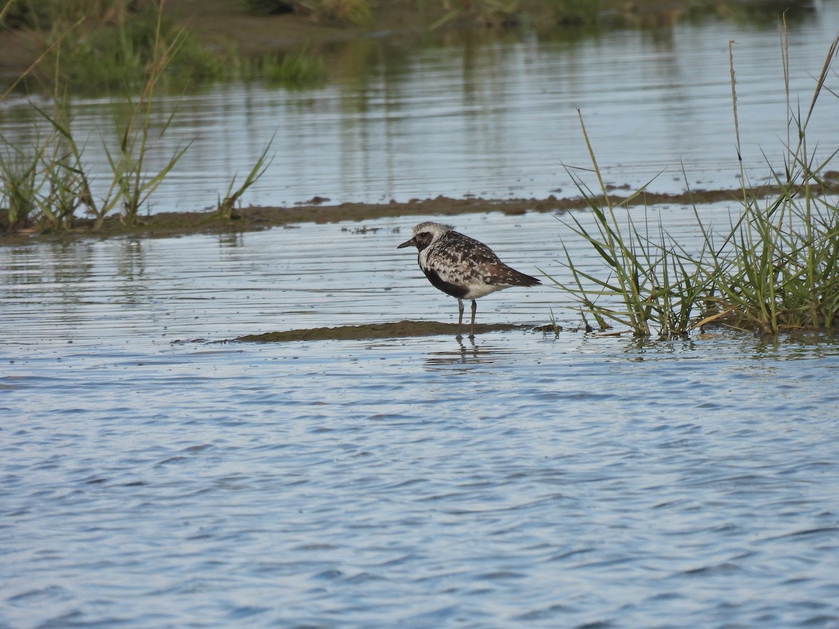 Pivieressa - ML486953751