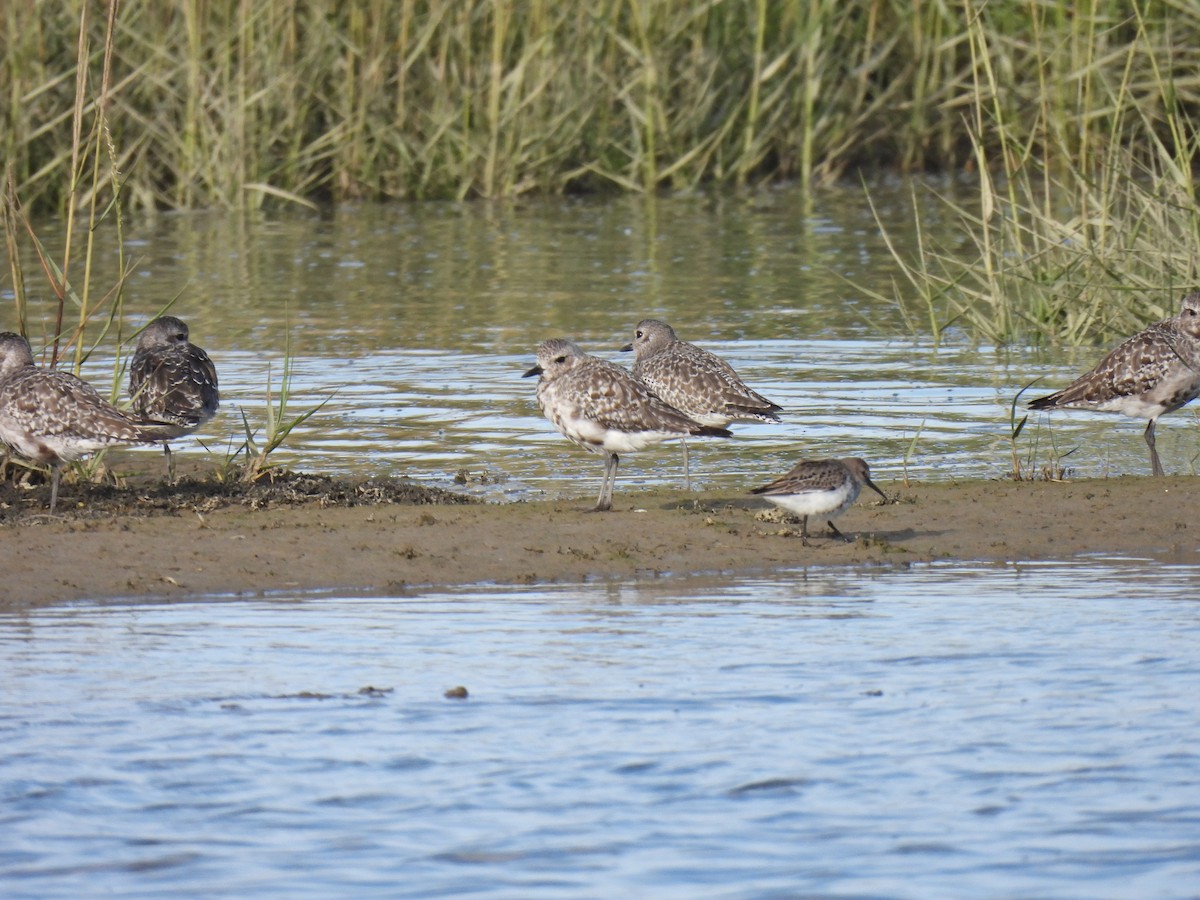 Pivieressa - ML486953761