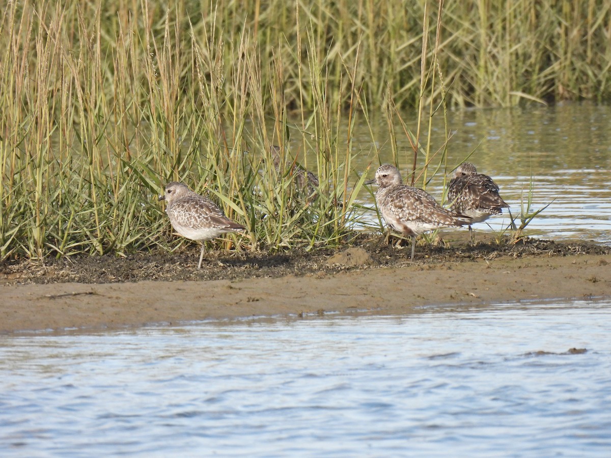 Pivieressa - ML486953771