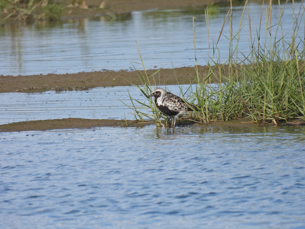 Pivieressa - ML486953781