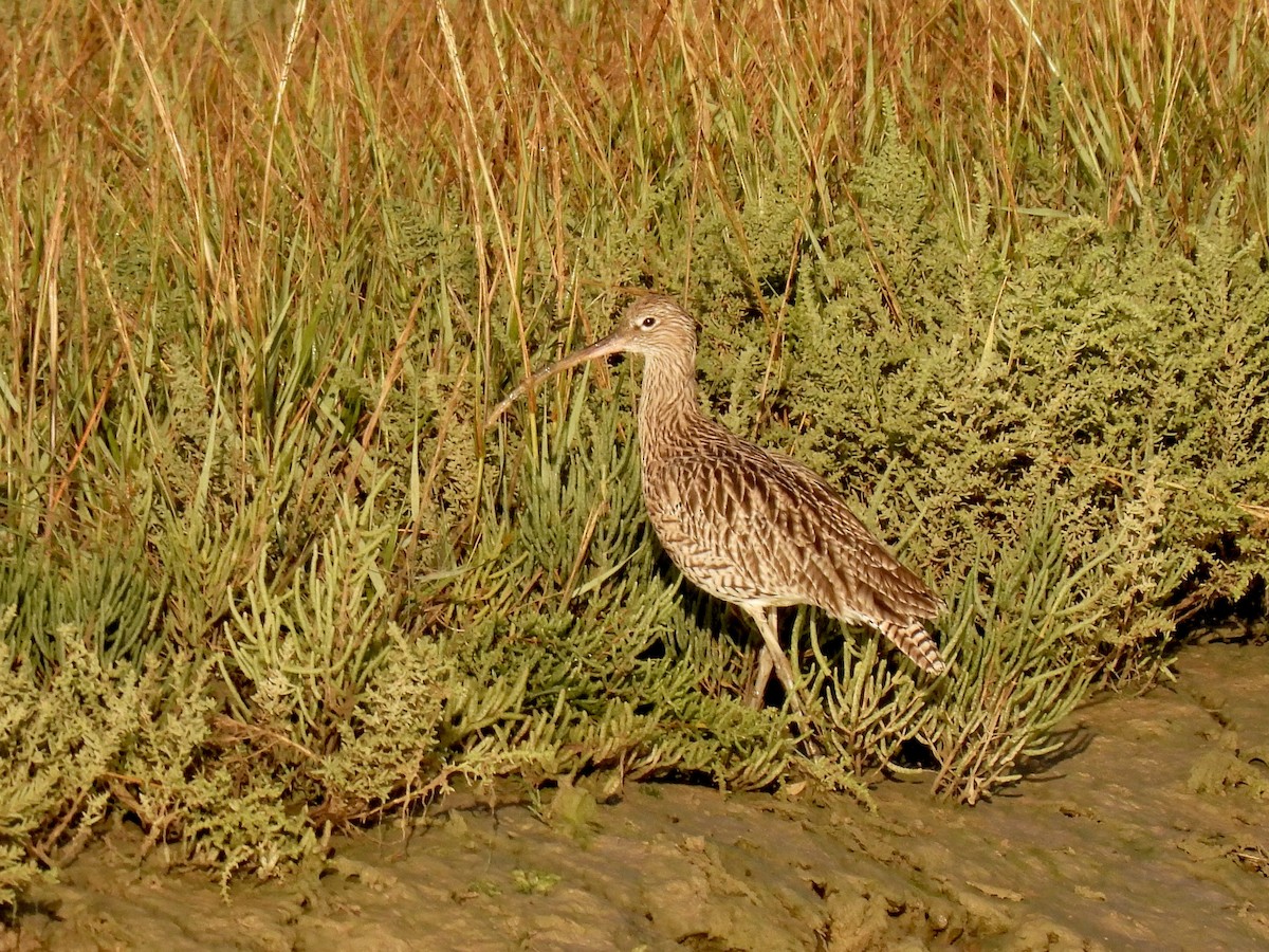 Chiurlo maggiore - ML486953941