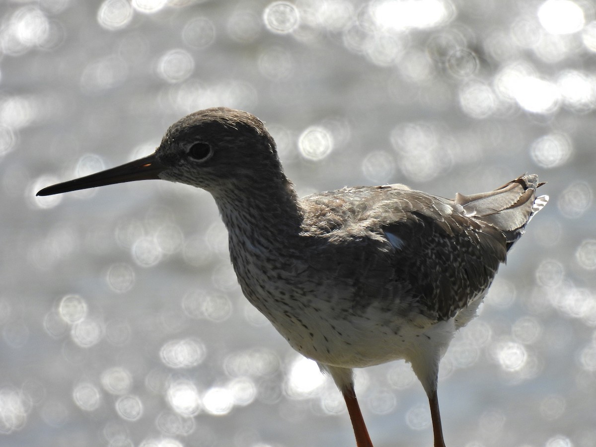 Pettegola - ML486953981