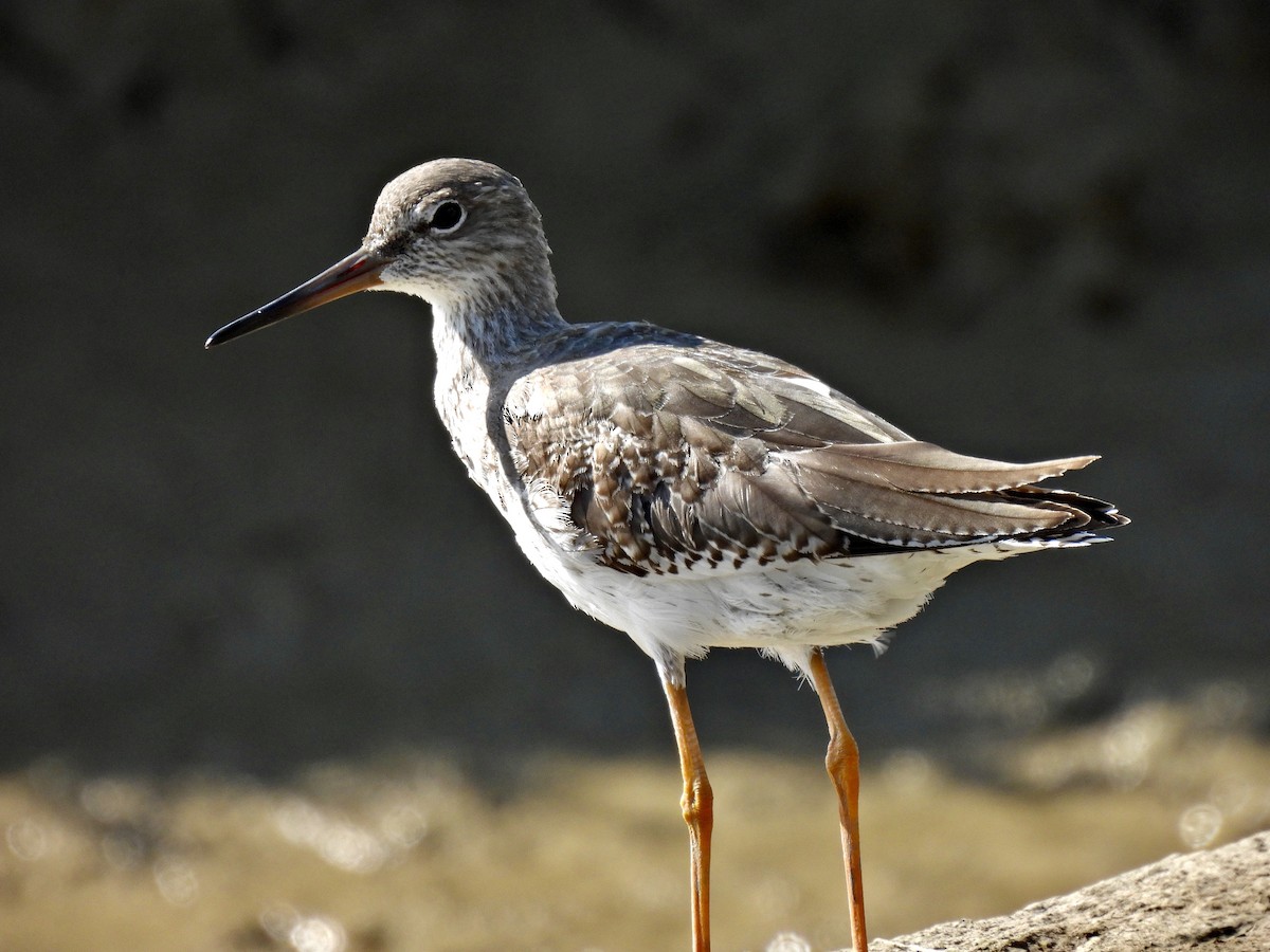 Pettegola - ML486953991