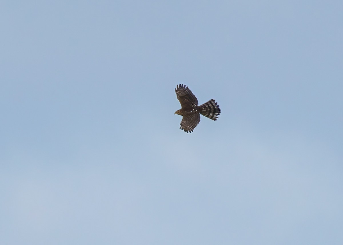 Cooper's Hawk - ML486954621