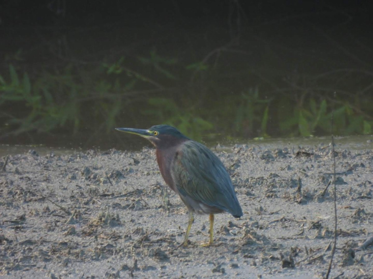 Green Heron - ML486954671