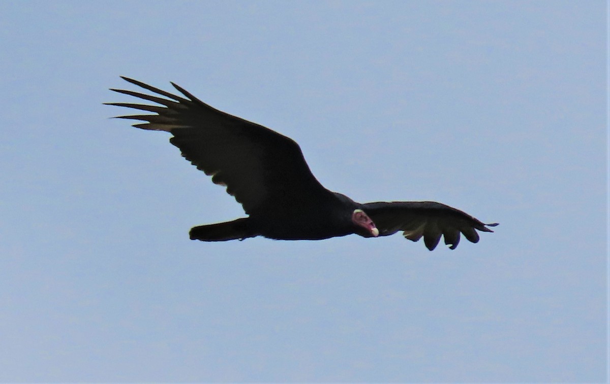 Urubu à tête rouge (ruficollis) - ML486954841