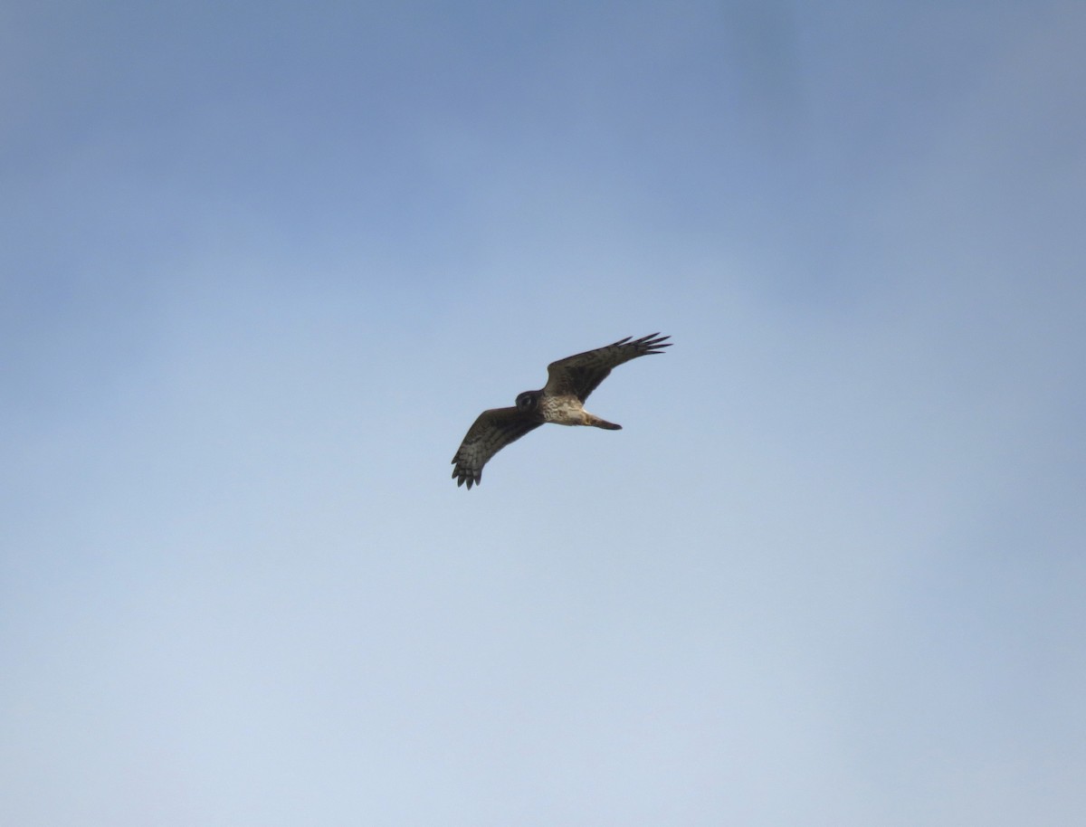 Albanella reale - ML486954981