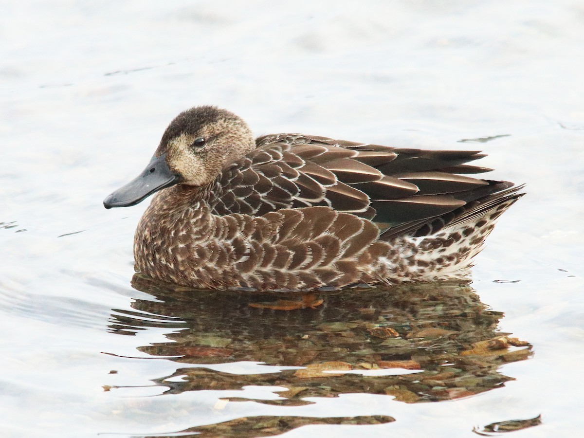 Blue-winged Teal - ML486955001
