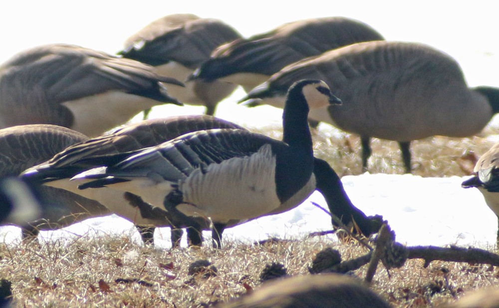 Barnacle Goose - ML48695521
