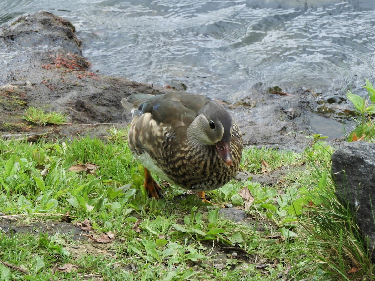 Mandarin-ahatea - ML486956961