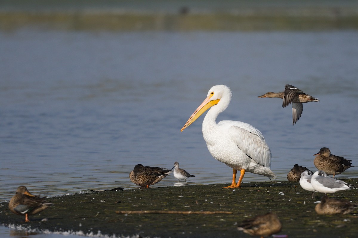 American White Pelican - ML486957301