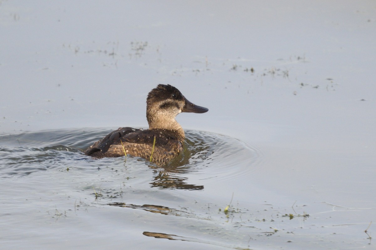 Ruddy Duck - Brian Sterenberg