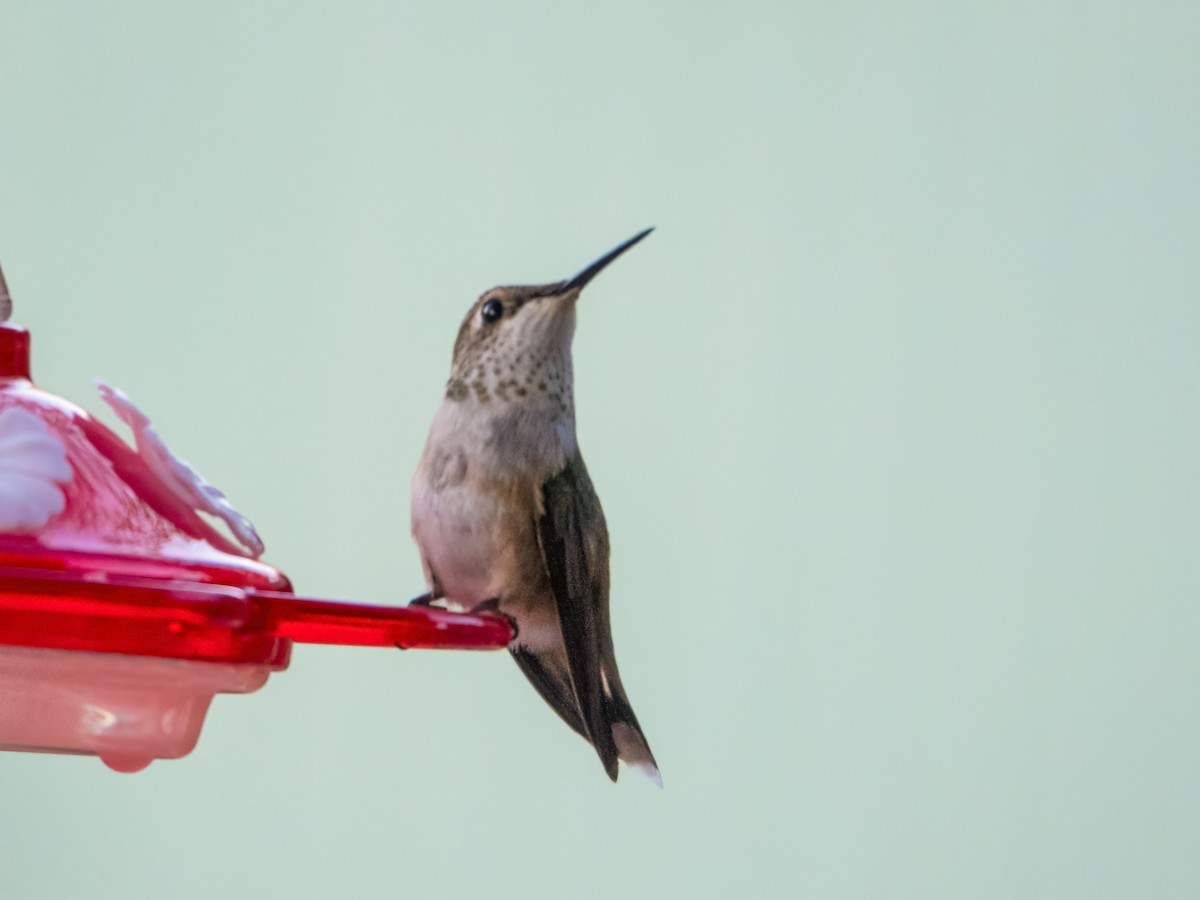 Broad-tailed Hummingbird - ML486958741