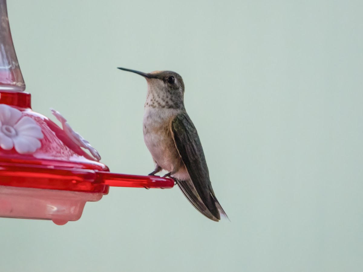 Broad-tailed Hummingbird - ML486958751