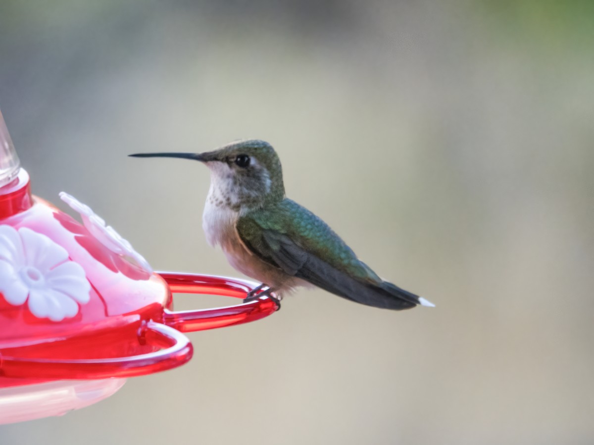 Broad-tailed Hummingbird - ML486958761