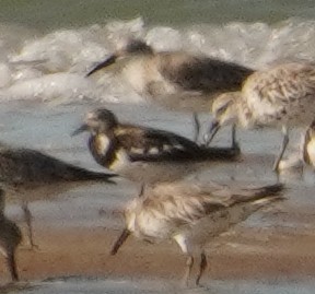 Ruddy Turnstone - ML486959981