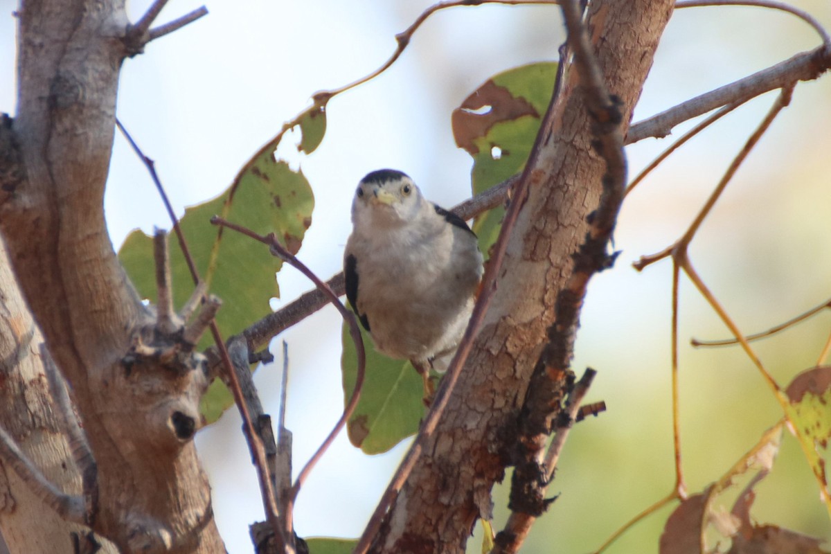 Varied Sittella (White-winged) - James Lambert