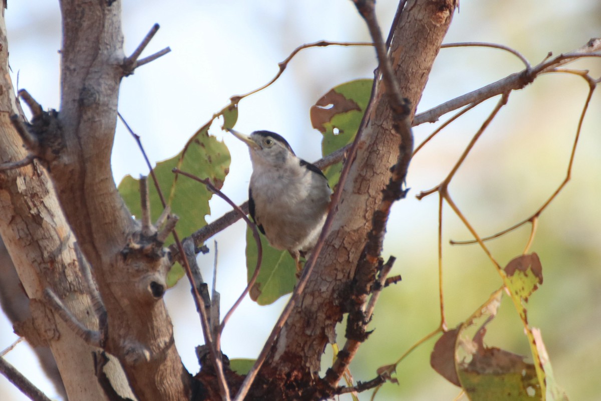 Varied Sittella (White-winged) - ML486960731