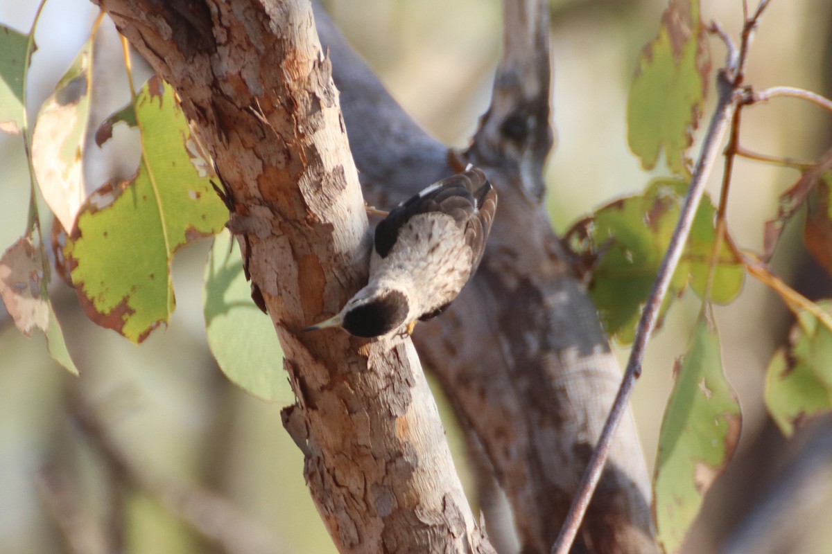 Varied Sittella (White-winged) - ML486960741