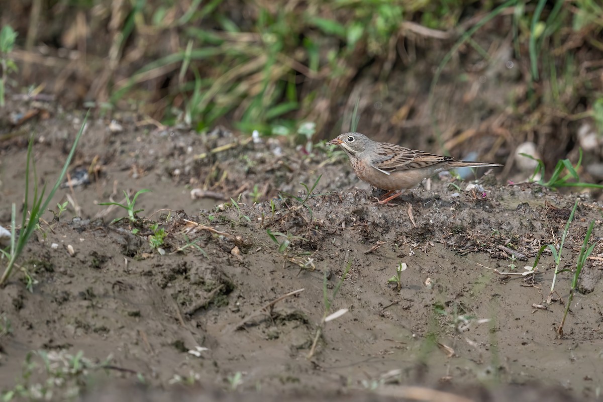 Gray-necked Bunting - Deepak Budhathoki 🦉