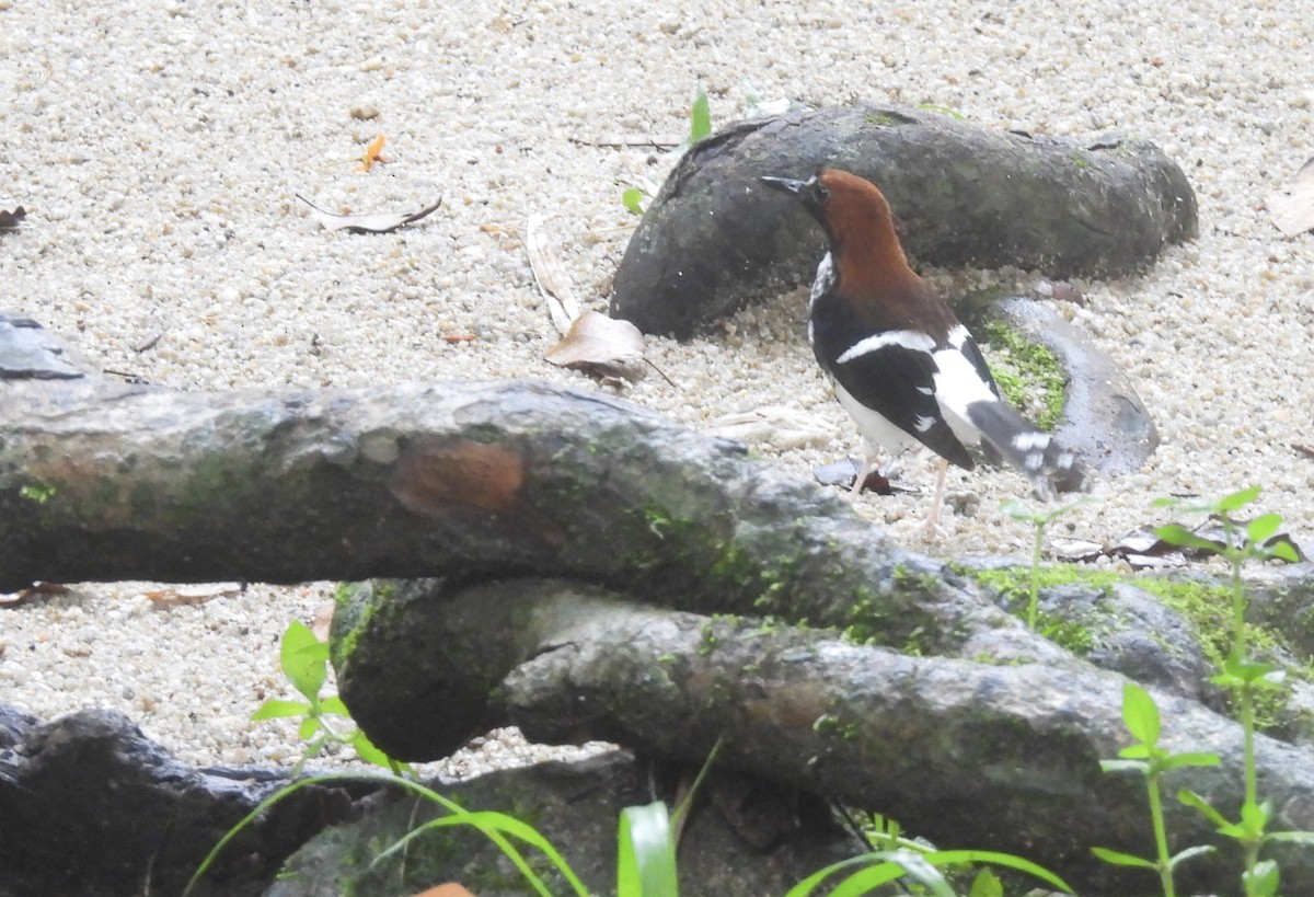 Chestnut-naped Forktail - ML486961621