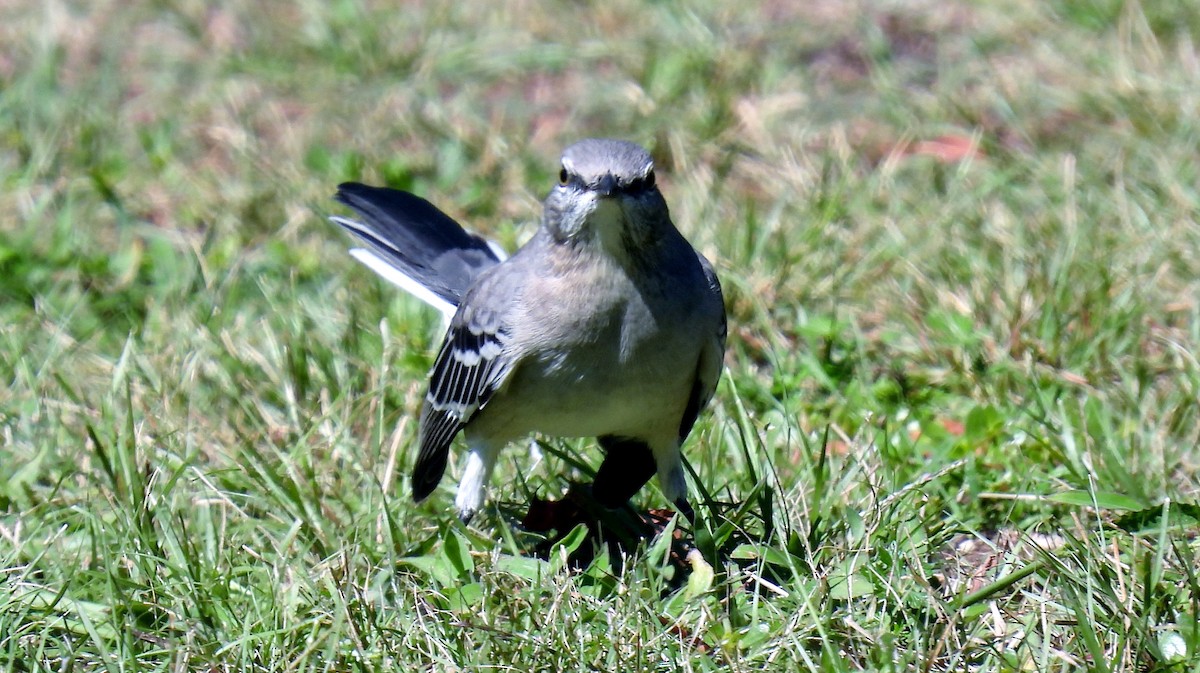 Northern Mockingbird - Douglas Cioffi