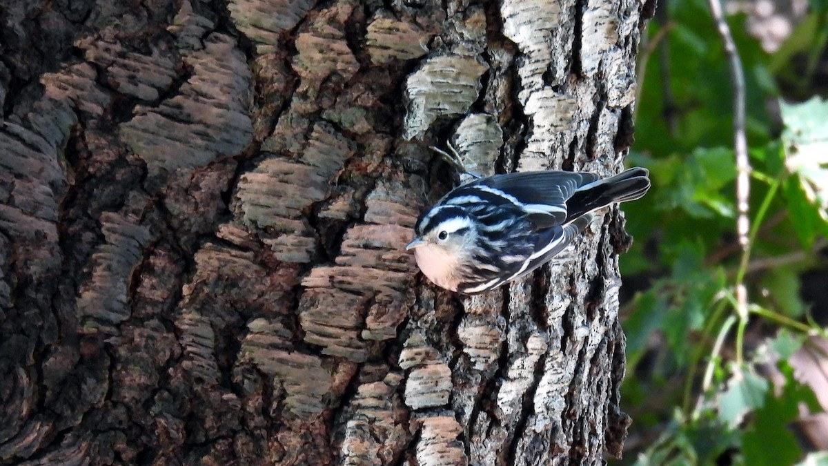 Black-and-white Warbler - ML486962481