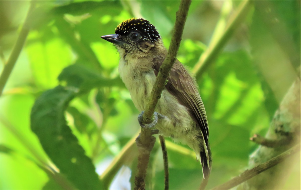 Grayish Piculet - Alejandro Williams Viveros