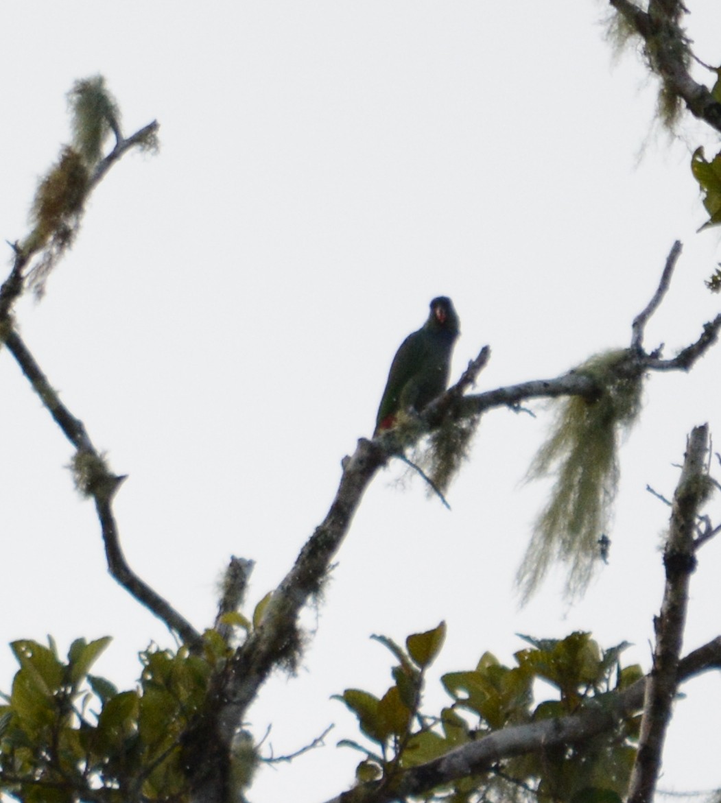 Blue-headed Parrot (Blue-headed) - Joshua Stone