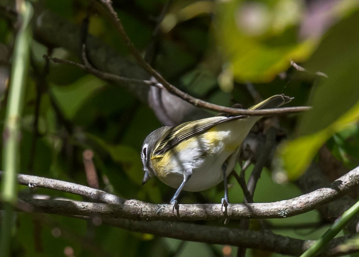 Blue-headed Vireo - ML486964451