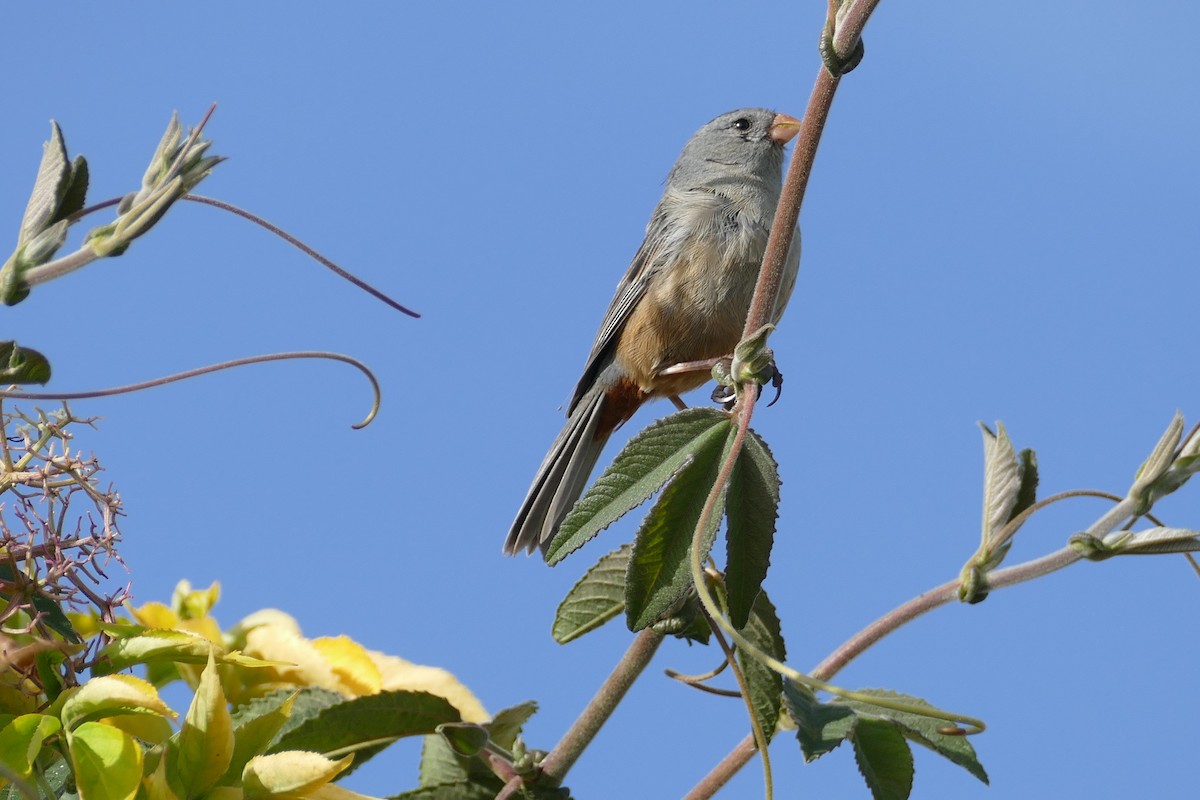 Plain-colored Seedeater - ML486964471