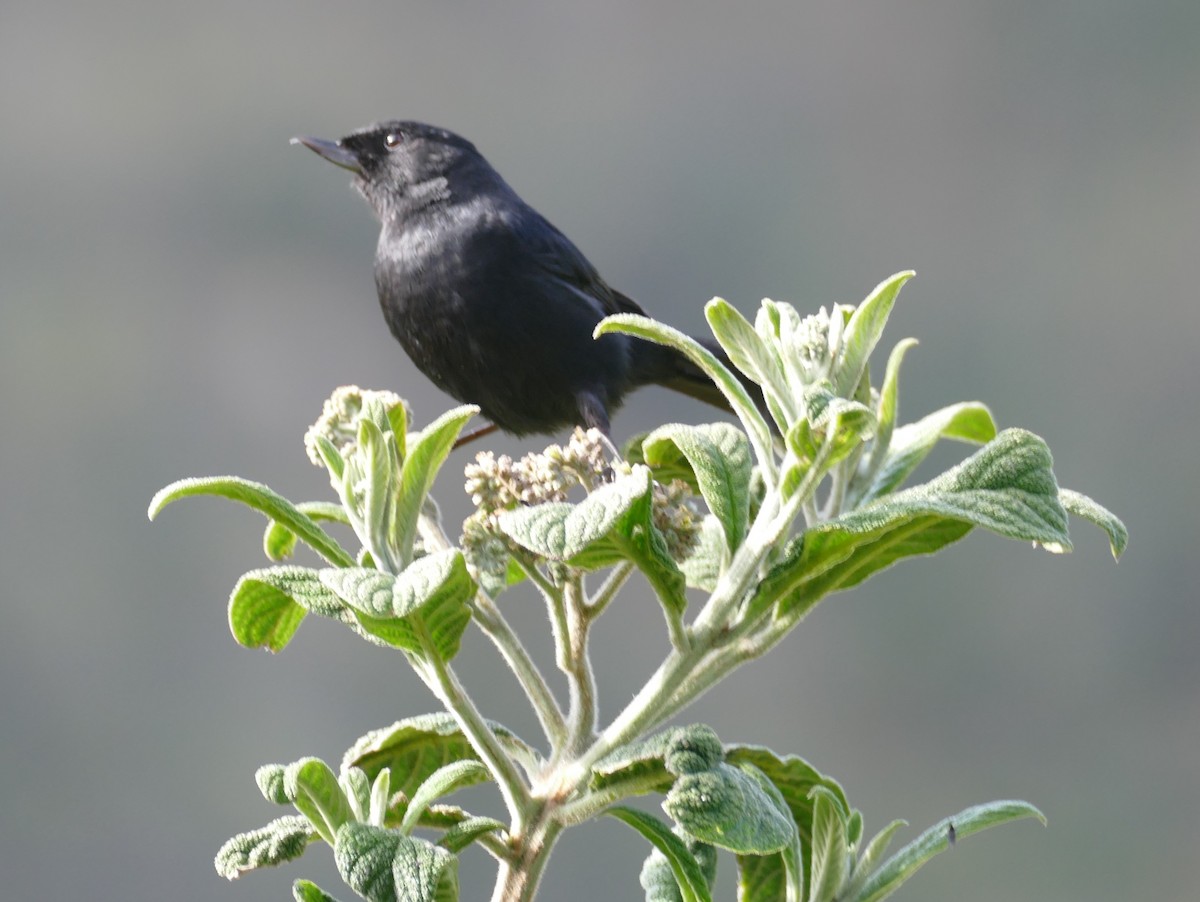 White-sided Flowerpiercer - ML486964941