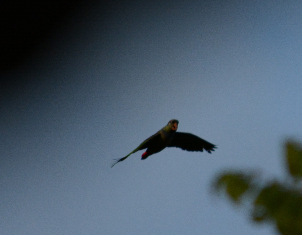 Maroon-tailed Parakeet - Joshua Stone