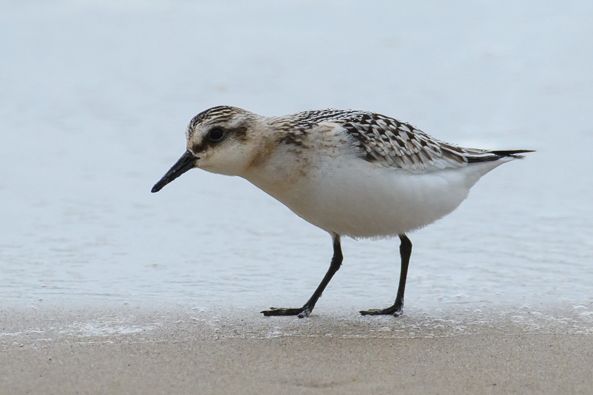 Bécasseau sanderling - ML486965021