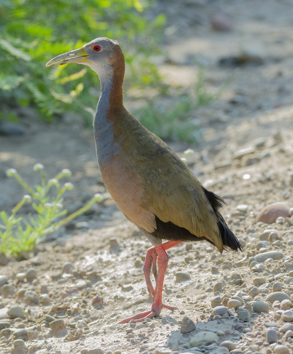 Giant Wood-Rail - ML486965061