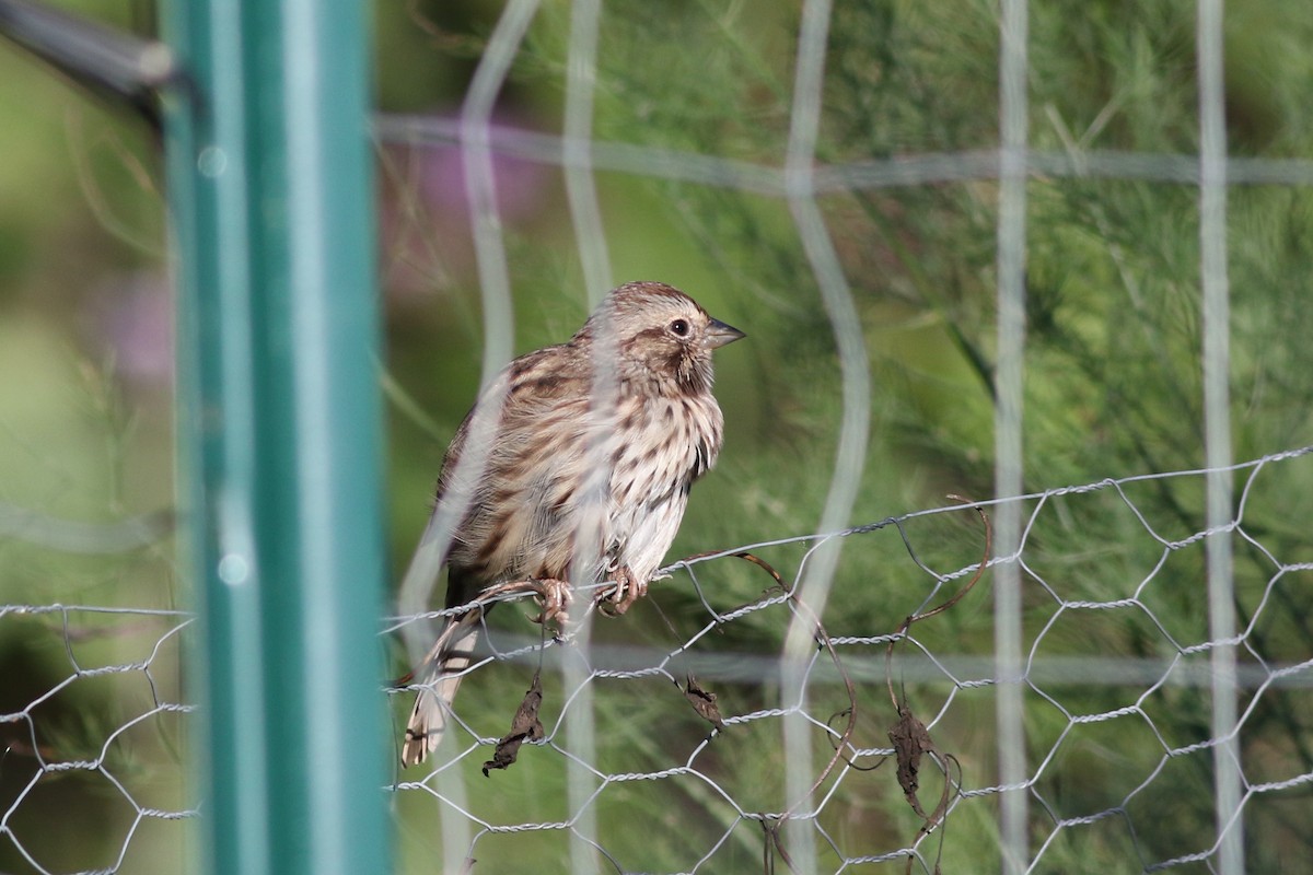 Song Sparrow - ML486966631