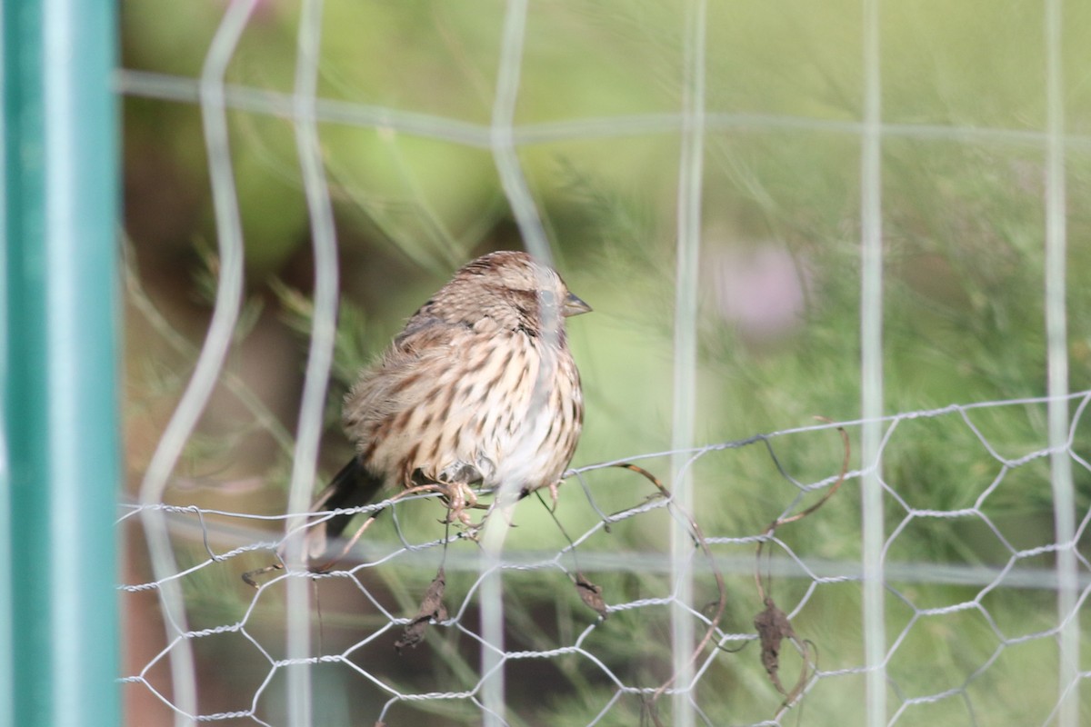 Song Sparrow - ML486966681