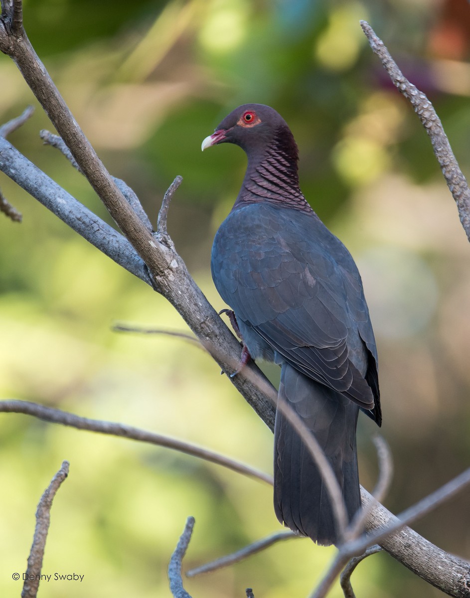 Scaly-naped Pigeon - Denny Swaby
