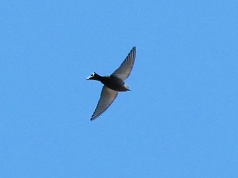 Dusky Woodswallow - ML486968471