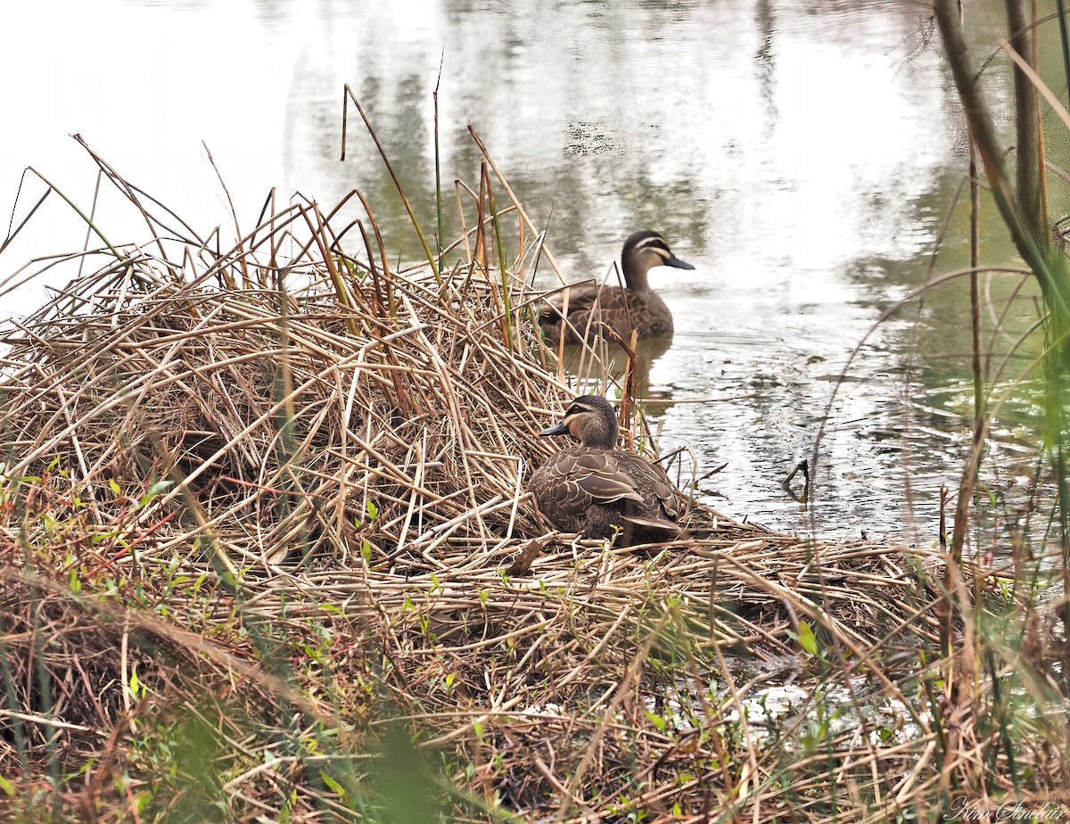 Pacific Black Duck - ML486969511