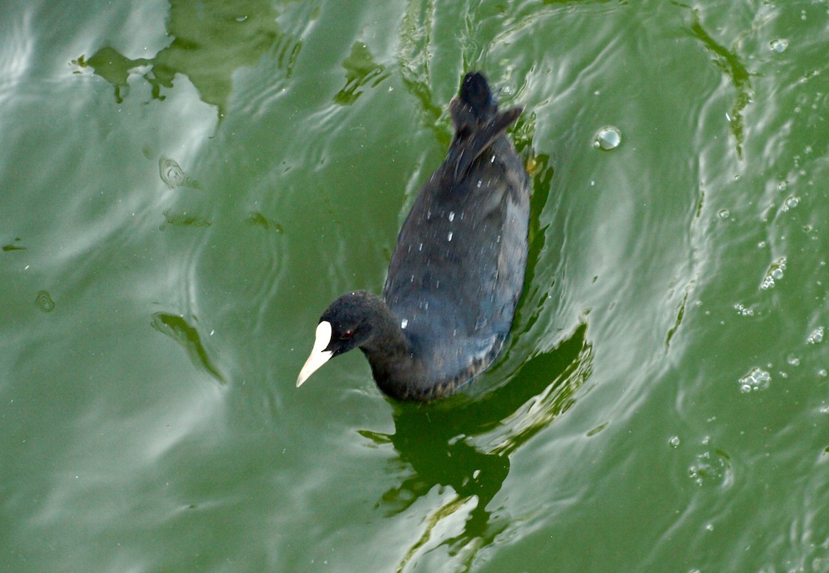 Eurasian Coot - David Araque Trejo