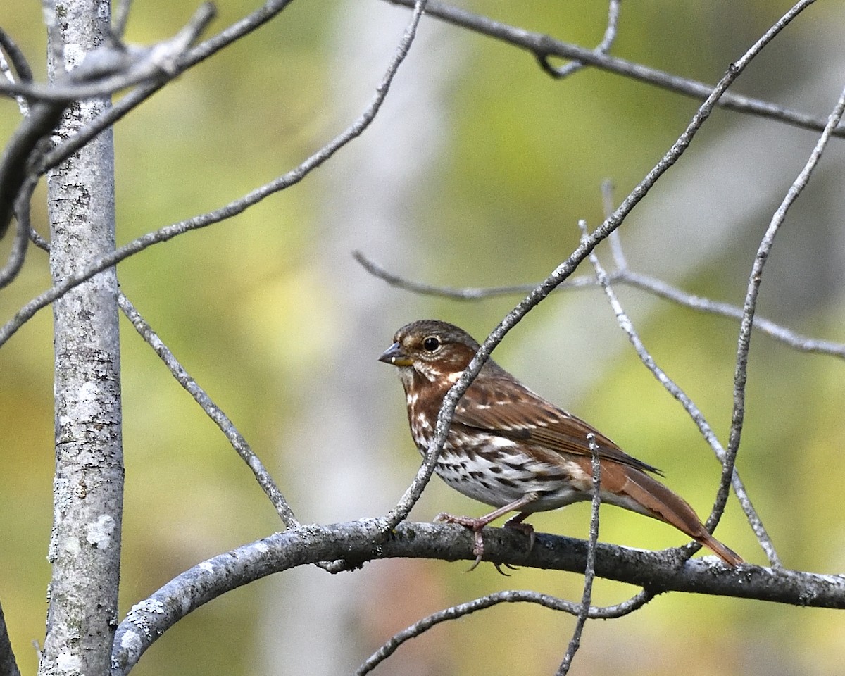 Fox Sparrow - Rob Wray