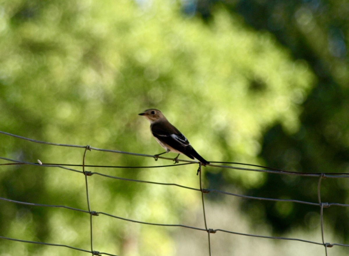 European Pied Flycatcher - David Araque Trejo