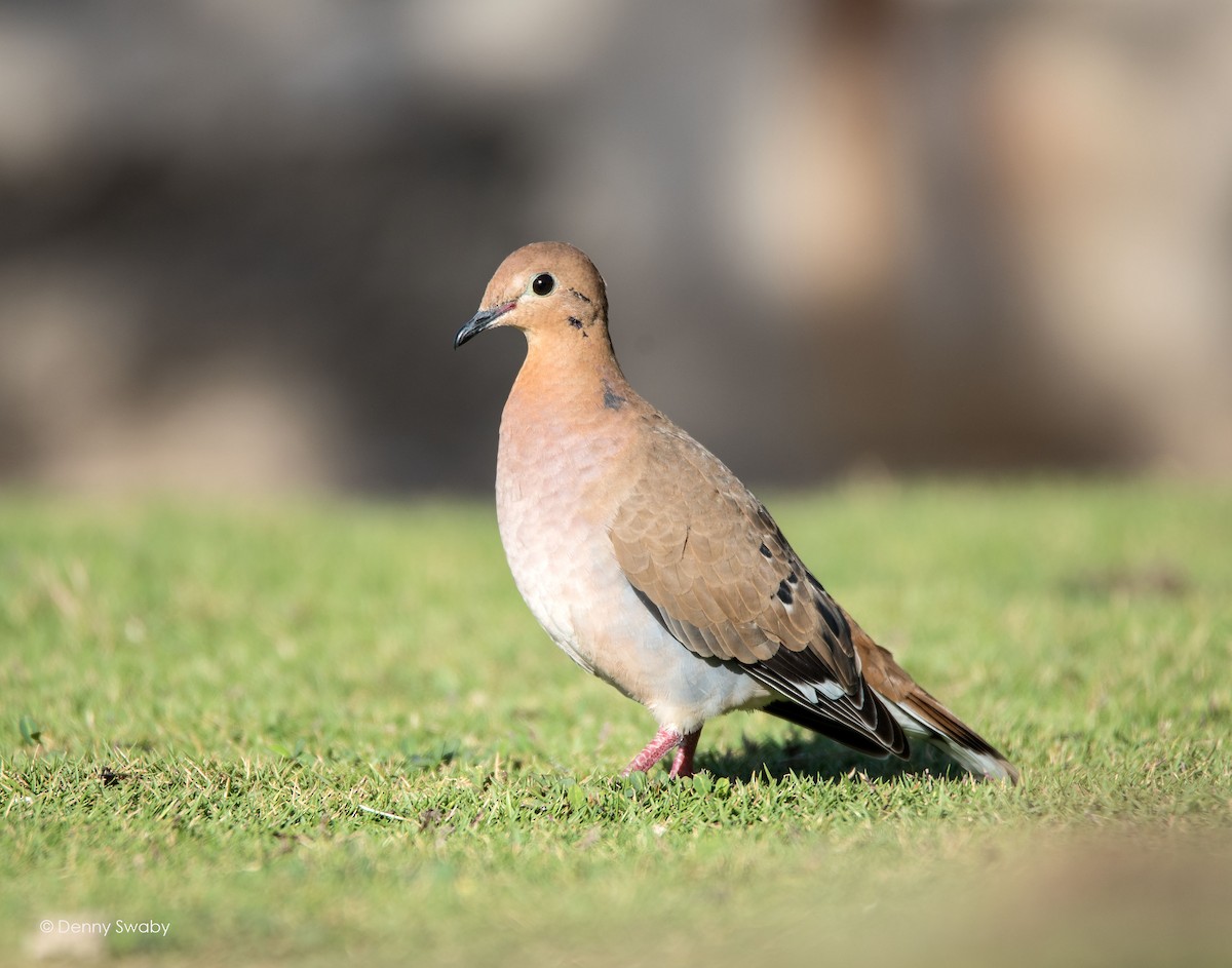 Zenaida Dove - ML48697121