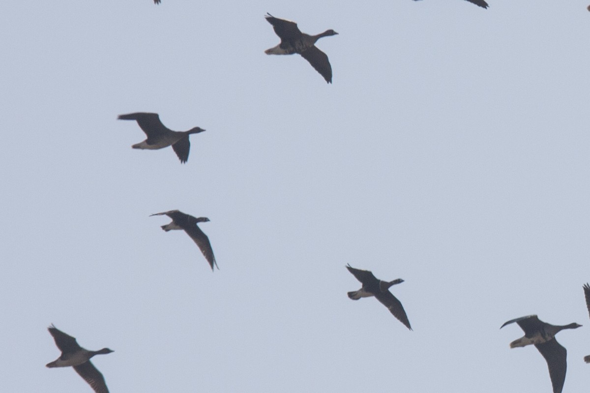 Red-breasted Goose - ML48697361