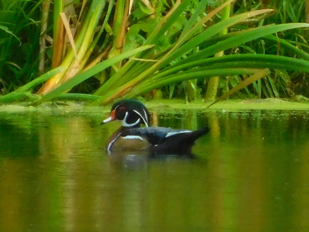 Wood Duck - ML486973871