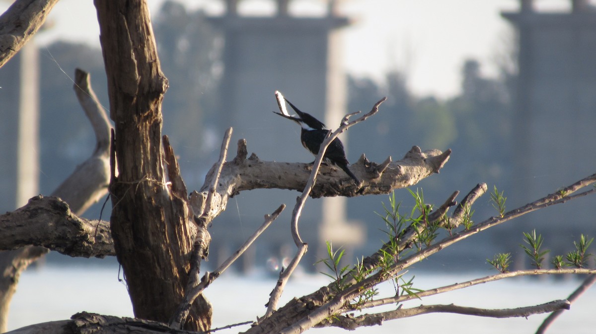 Amazon Kingfisher - ML486974041