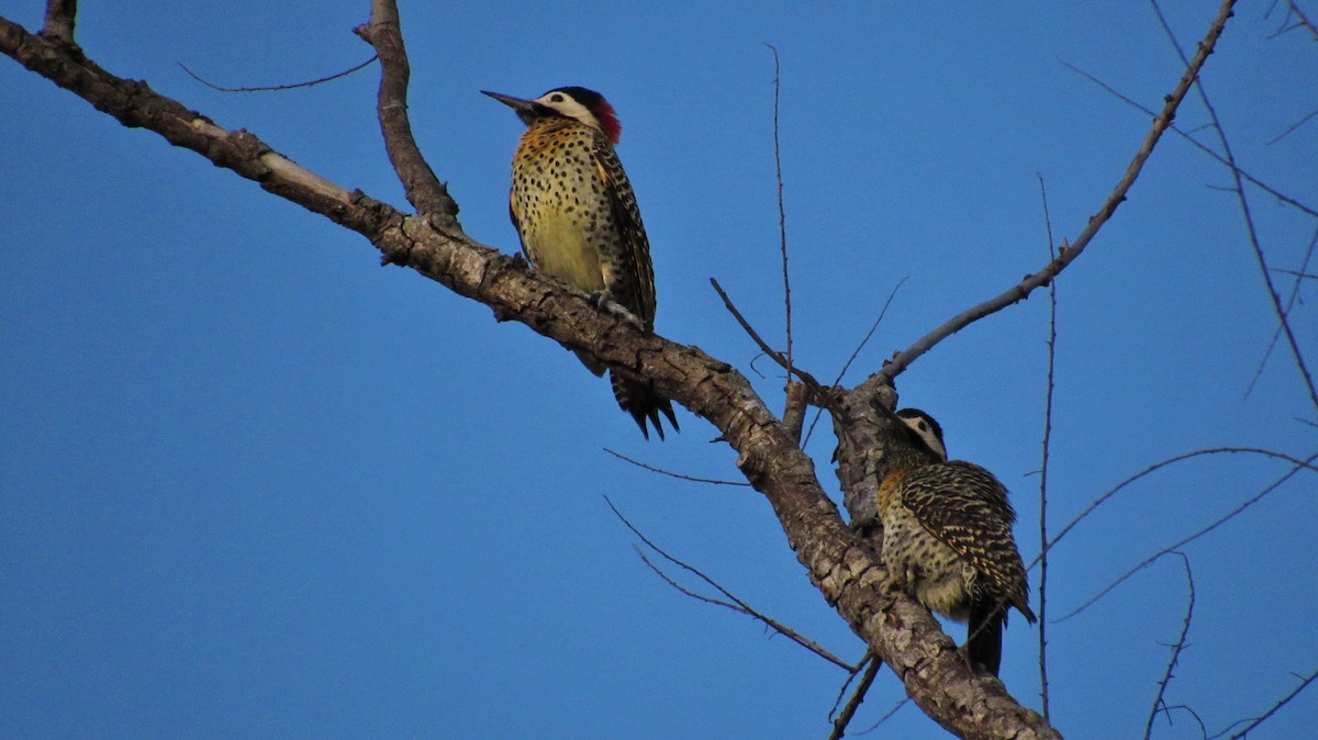 Green-barred Woodpecker - ML486974151